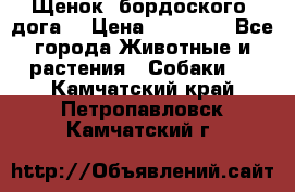 Щенок  бордоского  дога. › Цена ­ 60 000 - Все города Животные и растения » Собаки   . Камчатский край,Петропавловск-Камчатский г.